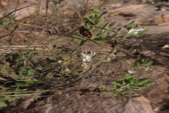 Andrographis glandulosa